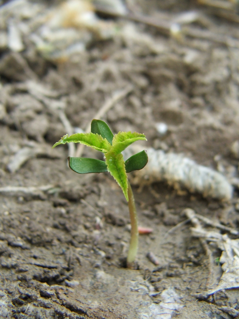 Seedling
