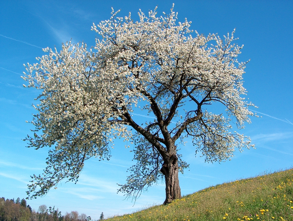 Wild Cherry form with white flowers