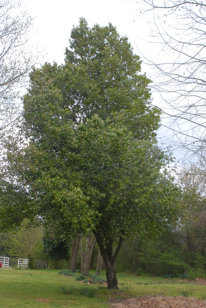Prunus caroliniana
