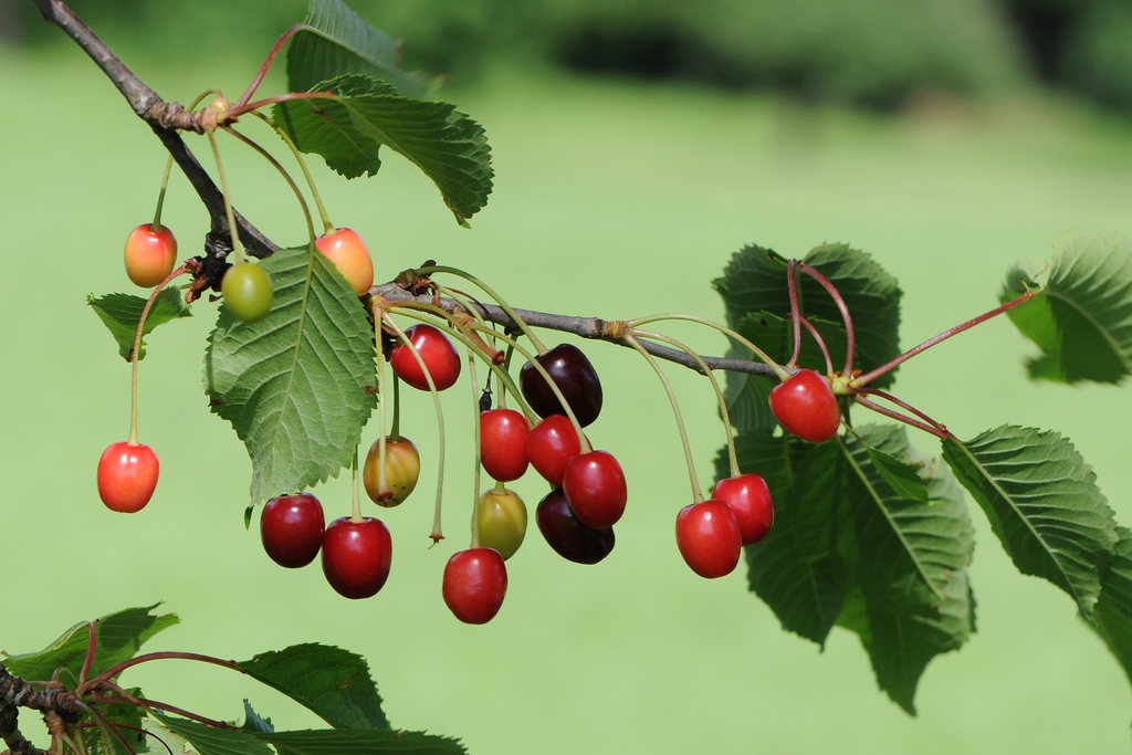 Fruits, leaves and stem