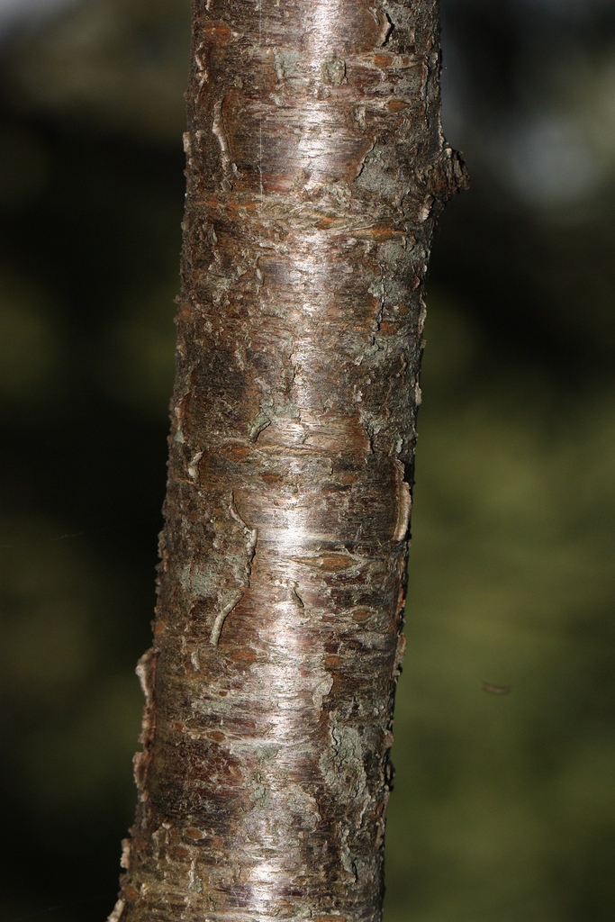 Bark
