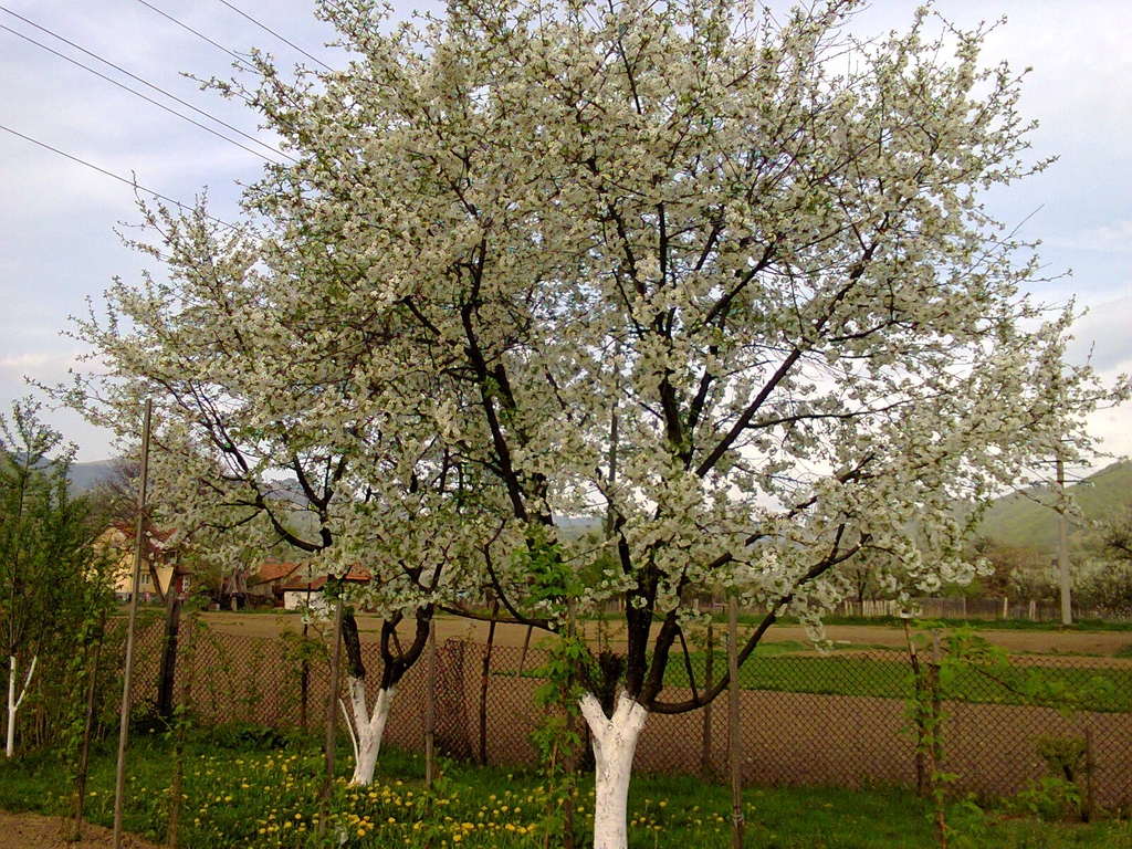 Form