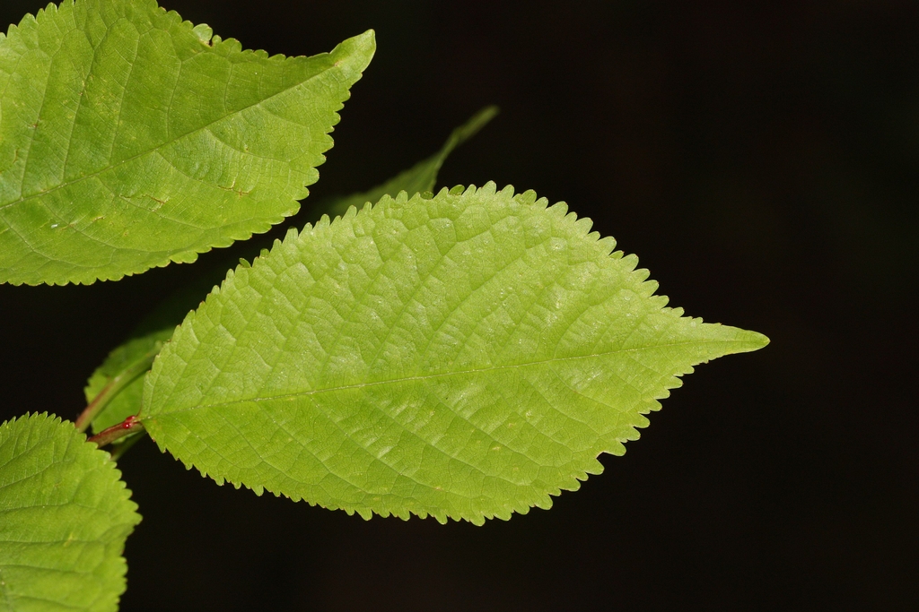 Leaf detail