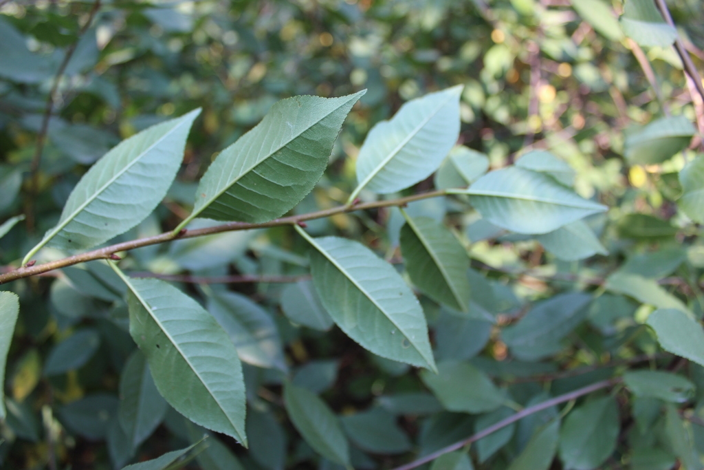 Underside of leaf