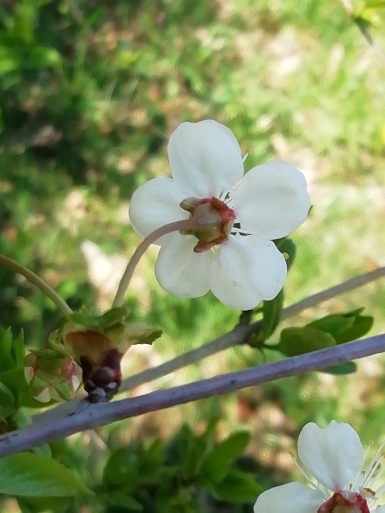 Back of flower