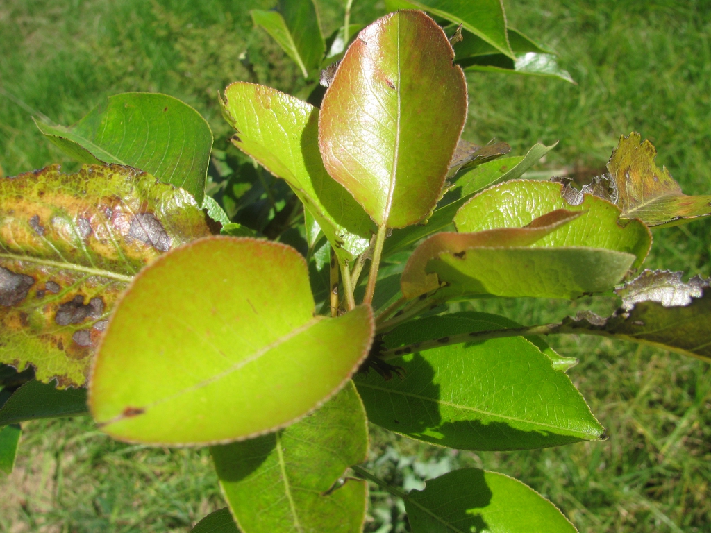 Leaves