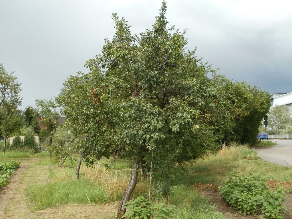 Tree form