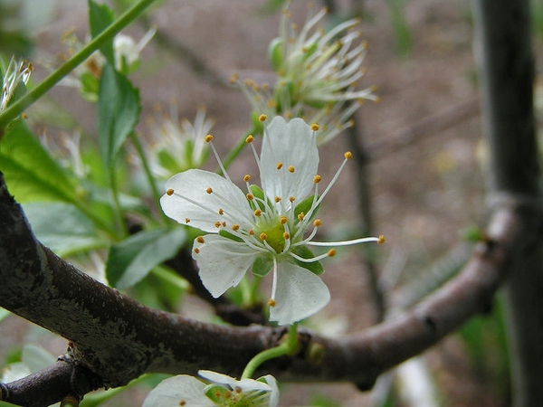 Prunus domestica 'Stanley'