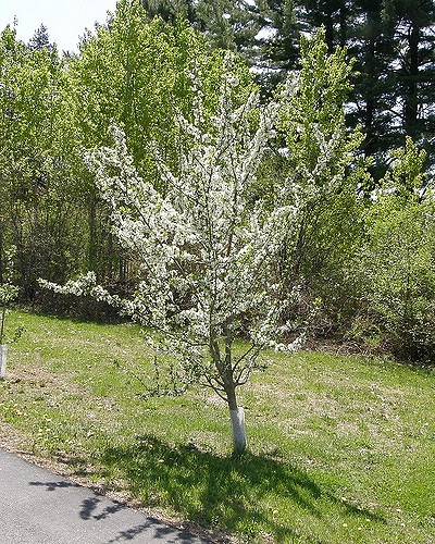 Prunus domestica 'Stanley'