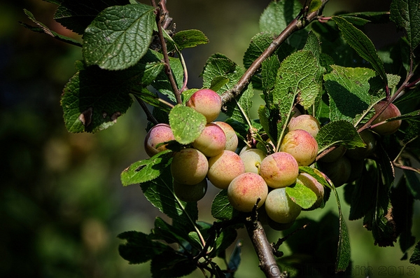 Prunus domestica subsp. insititia 'Shropshire Prune'