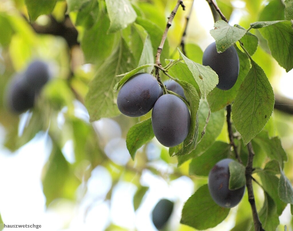 Ripening fruits in Sept.