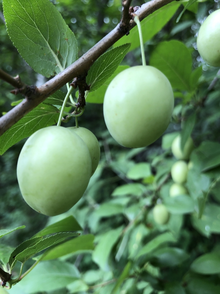Unripe fruit and stem