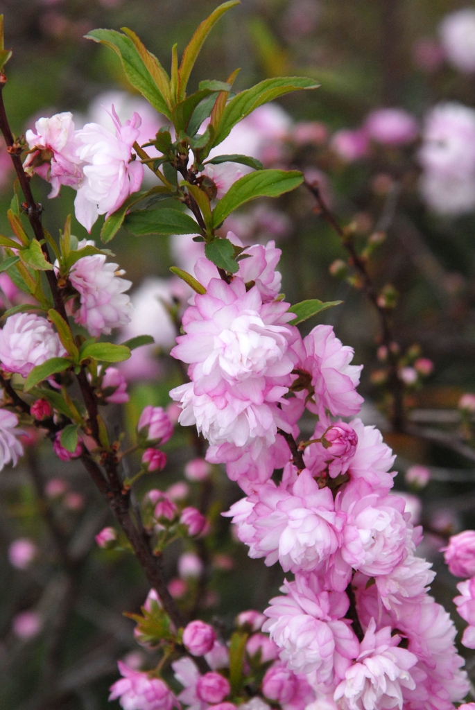 Prunus glandulosa Plena fl1 031312 WashAR