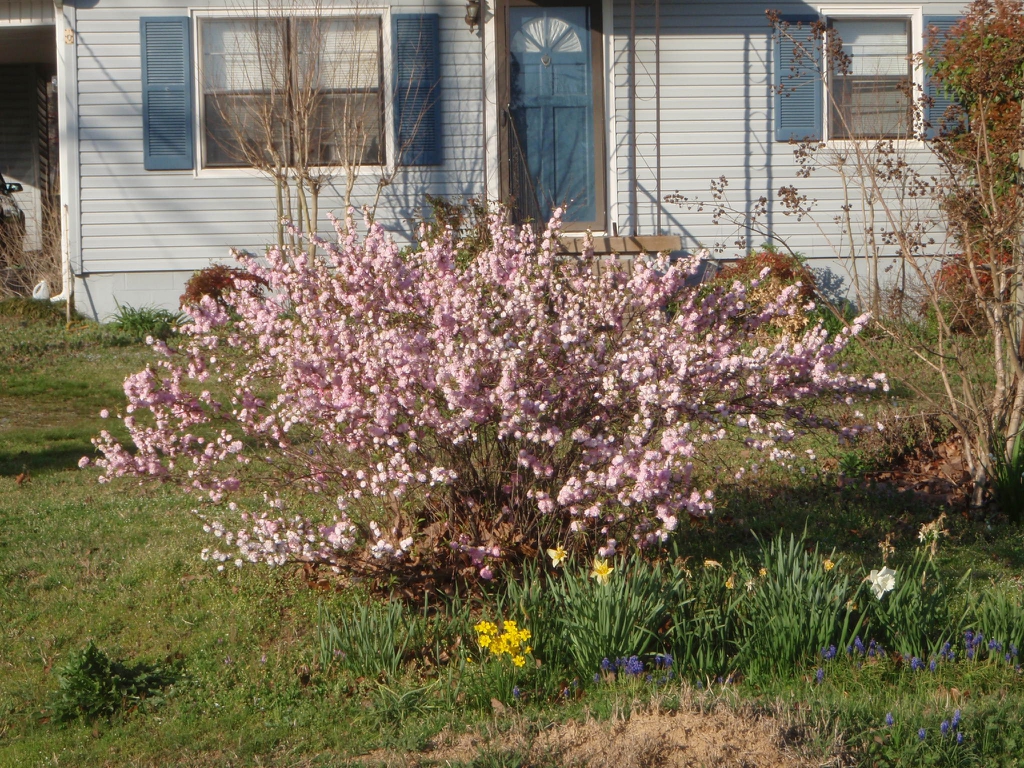 Prunus glandulosa