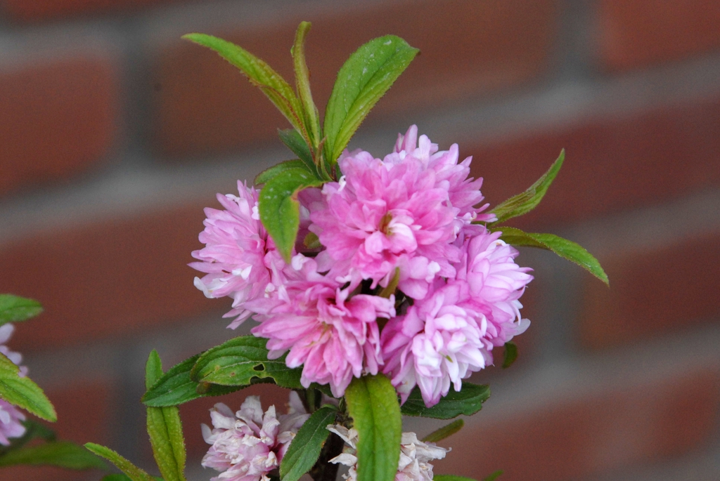 'Plena Rosea'