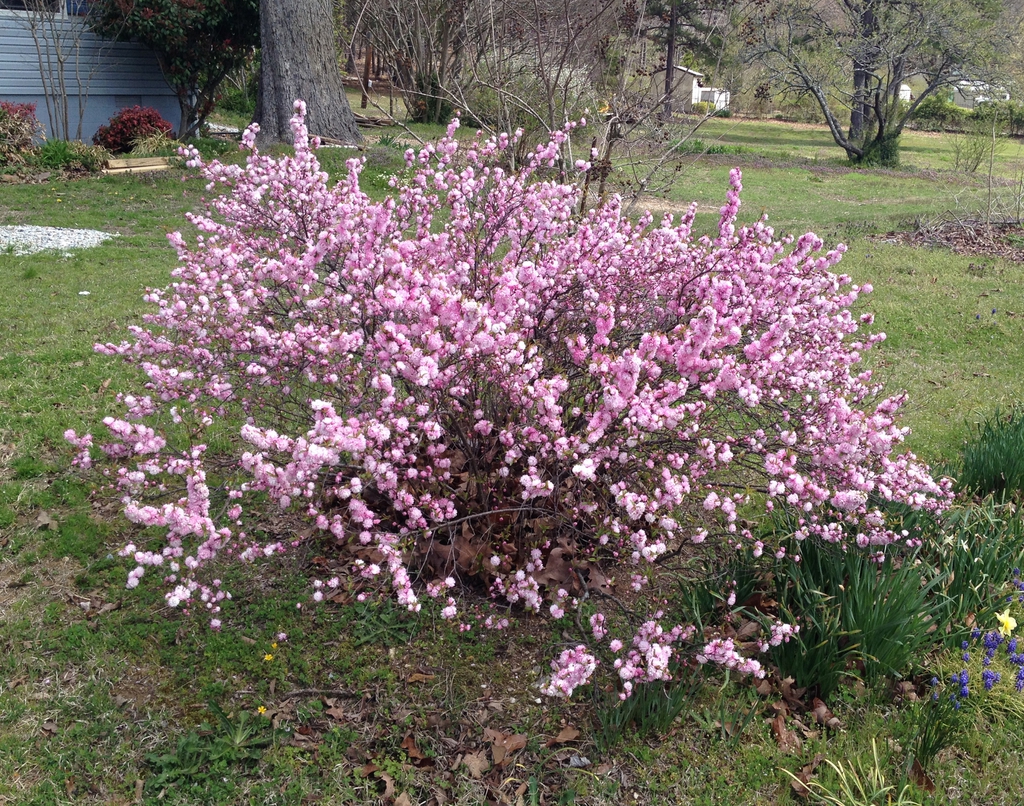 Prunus glandulosa
