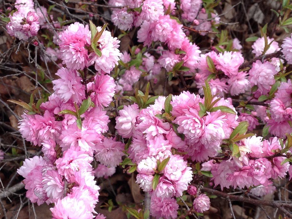 Prunus glandulosa