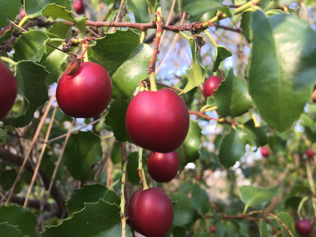 Red round fruit of a hollyleaf cherry
