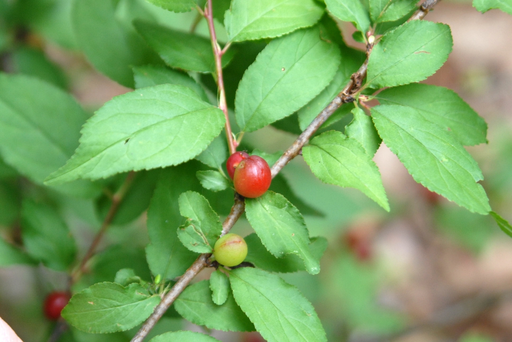 Prunus jacquemontii