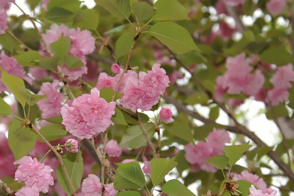 Leaves and blooms