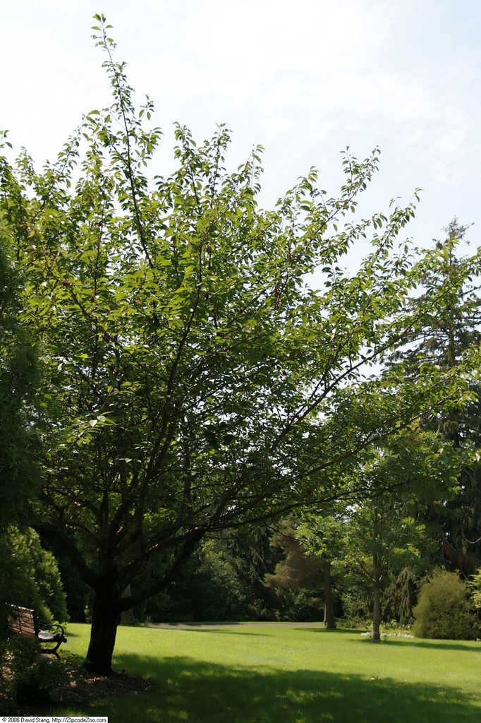Form not in bloom