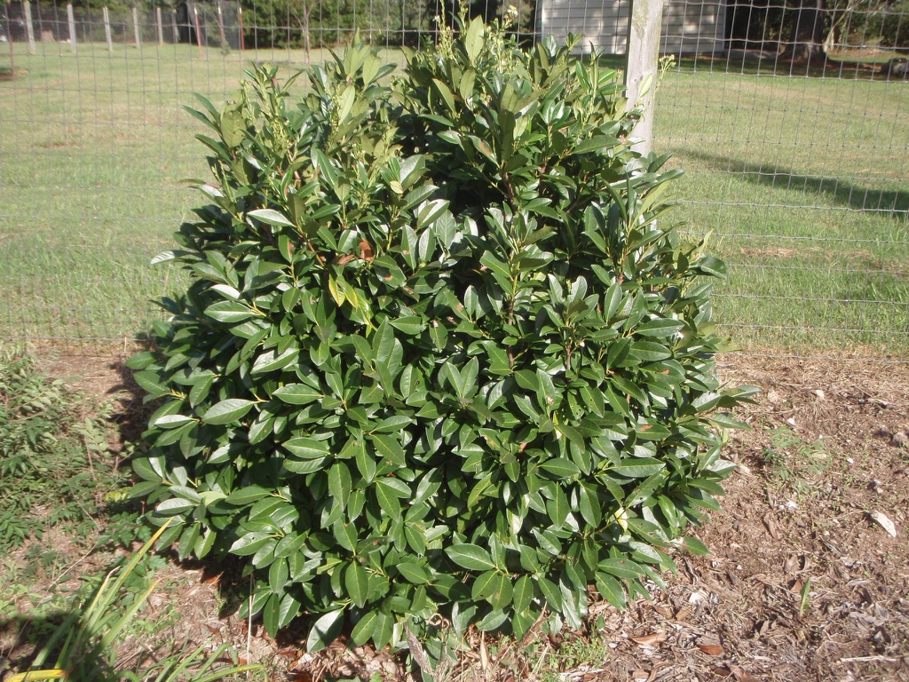 Small, compact, dense shrub with semi-glossy leaves.