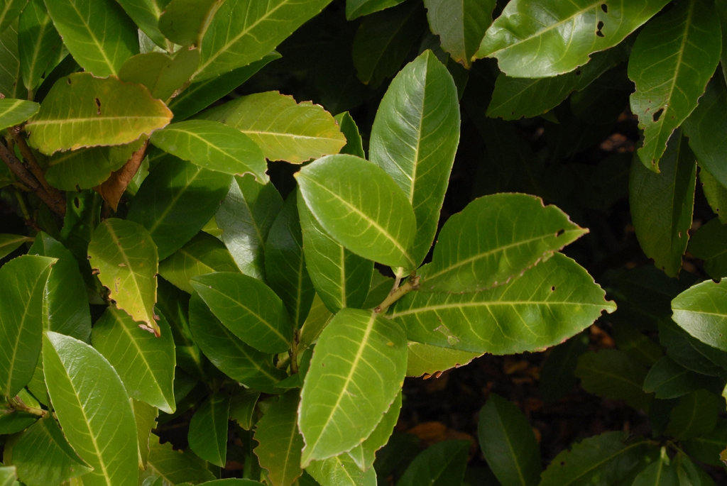 Simple, alternate, ellipsoidal leaves