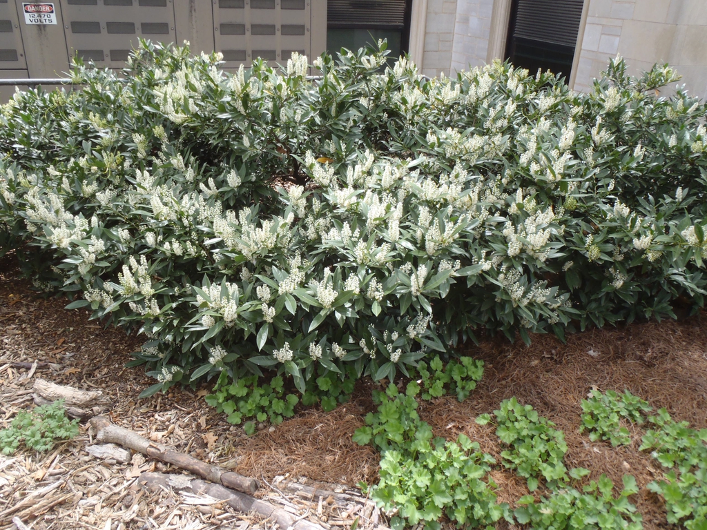 Low shrub with glossy leaves & erect racemes of white flowers.