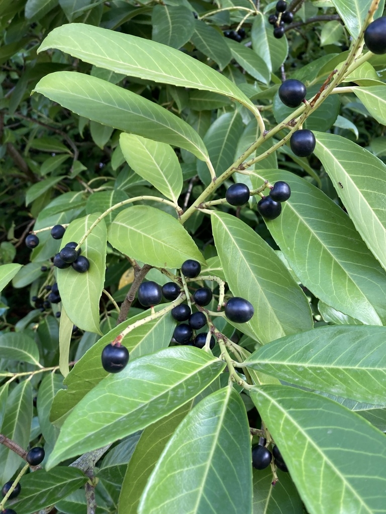Close-up of shiny black drupes.