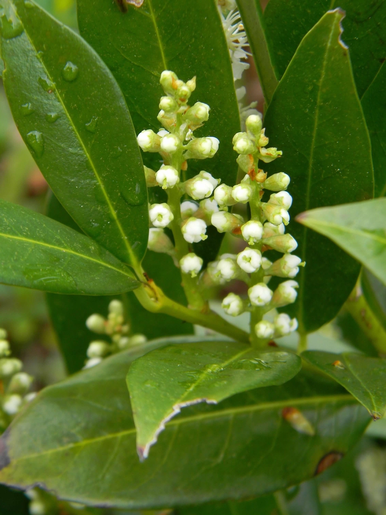 Erect racemes of white flower buds held above glossy foliage.
