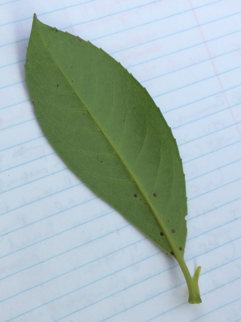 Back of leaf with glands near the midvein