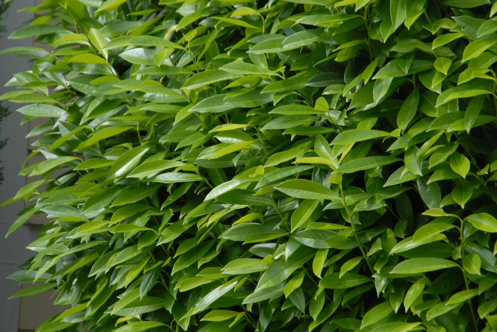 Simple, ovate, alternate leaves.