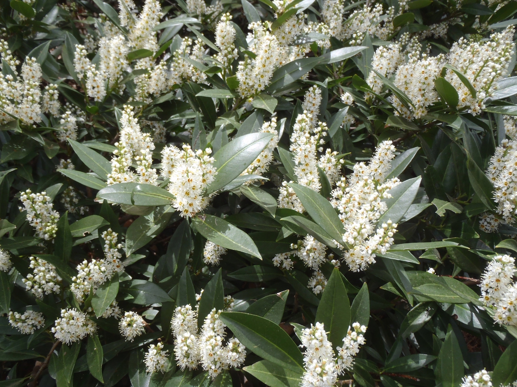 Erect racemes of white flowers held above glossy foliage.