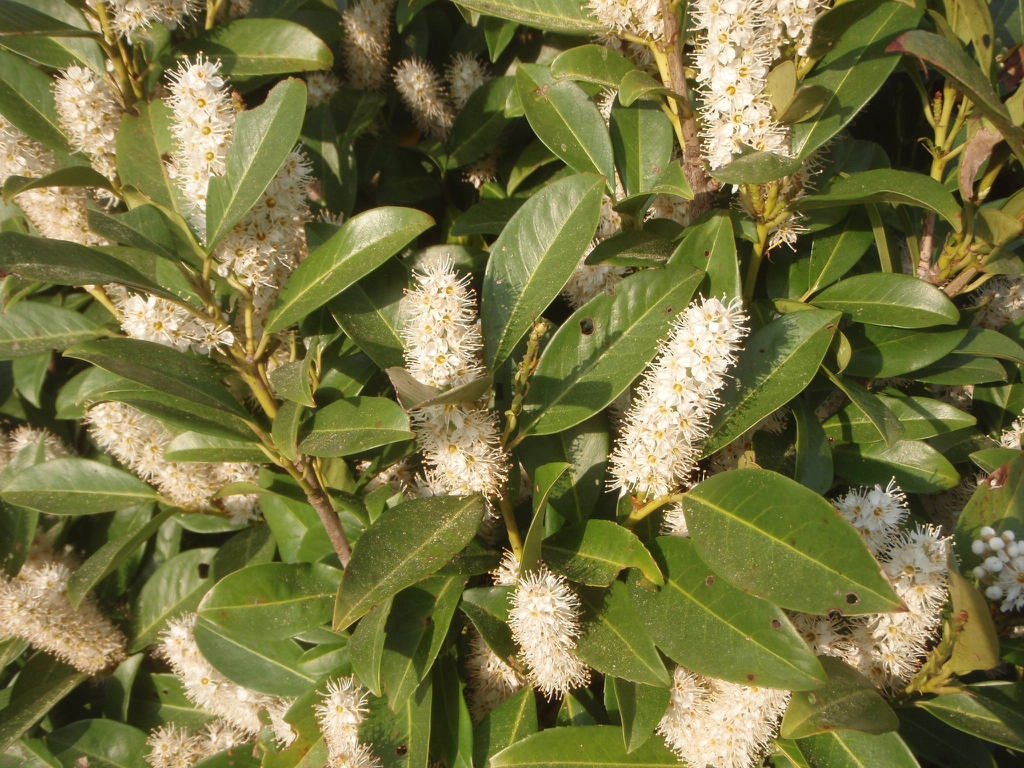 Erect racemes of white flowers held above glossy foliage.