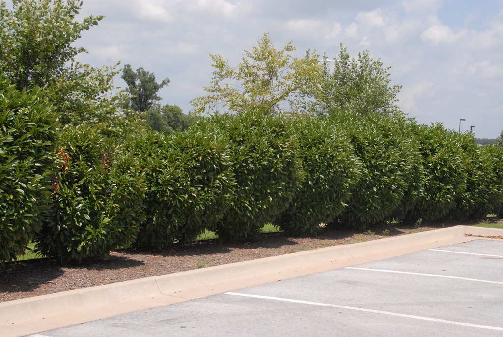 row of dense, rounded shrubs