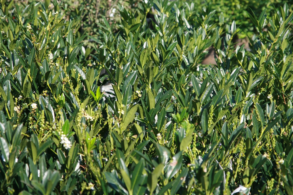 Glossy, lanceolate leaves & very young inflorescence buds