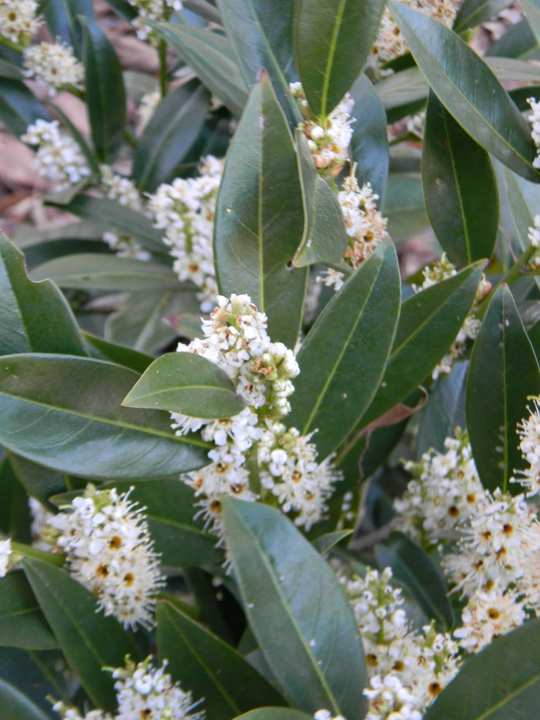 Erect racemes of white flowers held above glossy foliage.