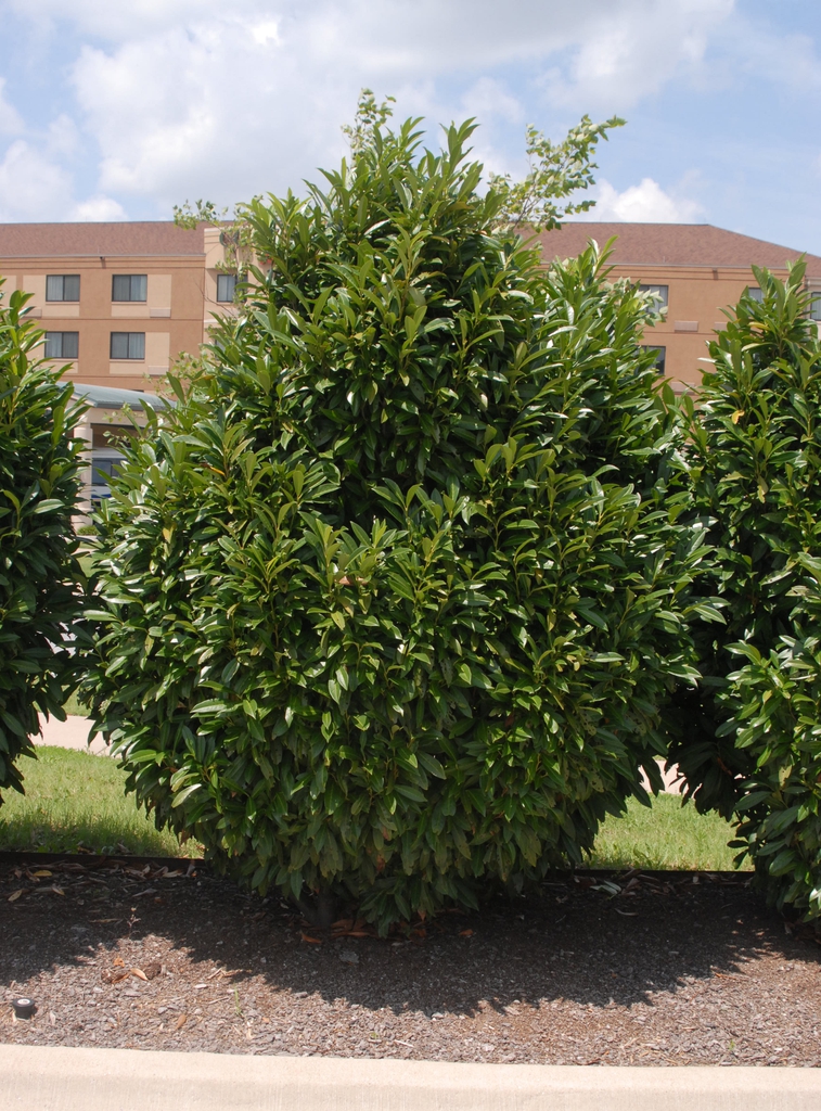 Dense, upright, pyramidal shrub.