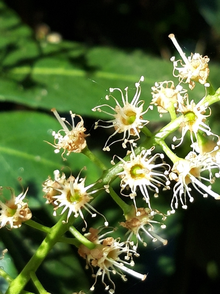 Close-up of flowers showing many stamens, long style.