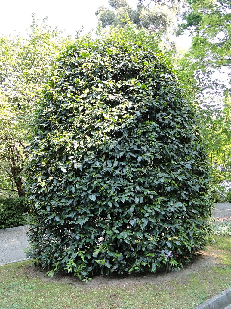 Form