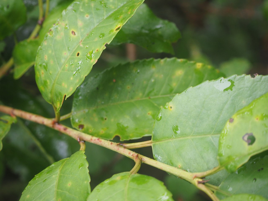 Leaves and stem