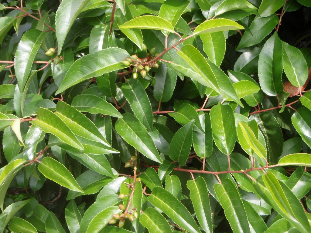 Leaf and Fruit