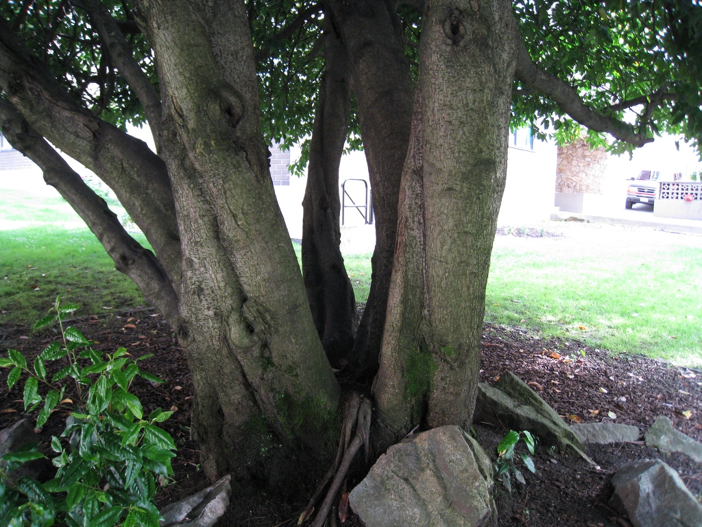 Bark and trunk