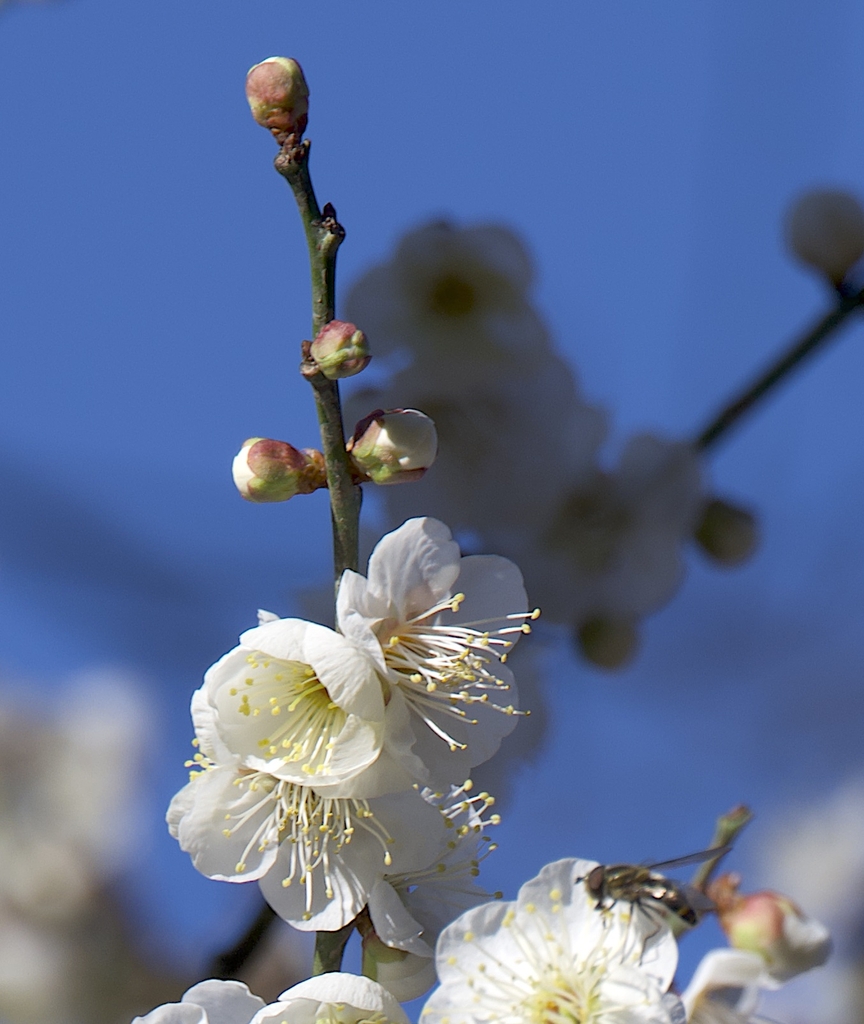 Stamens or thin white filaments tipped with yellow anthers