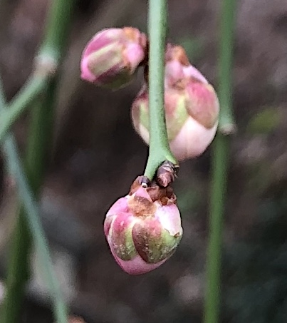Prunus mume