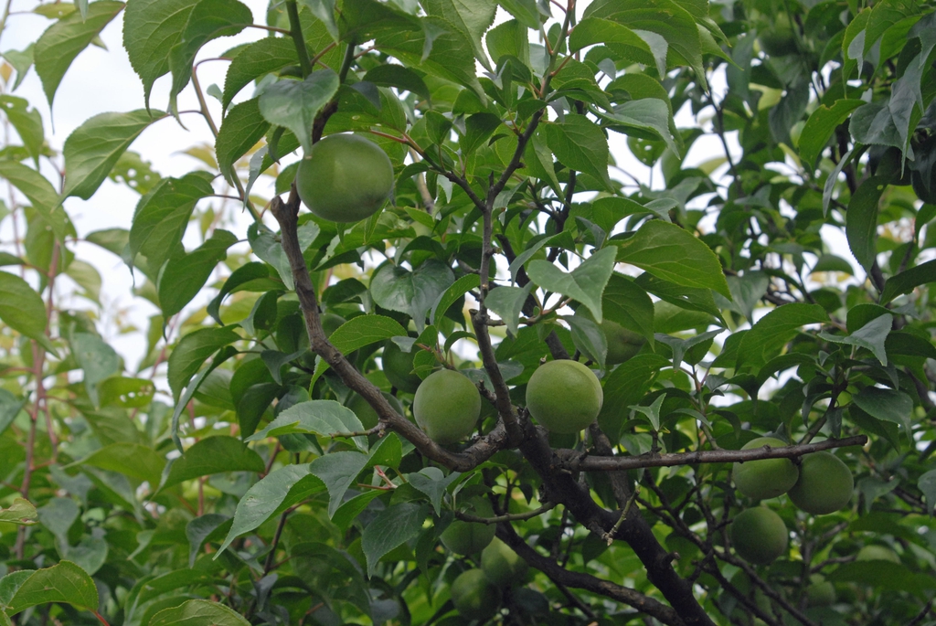 Fruit