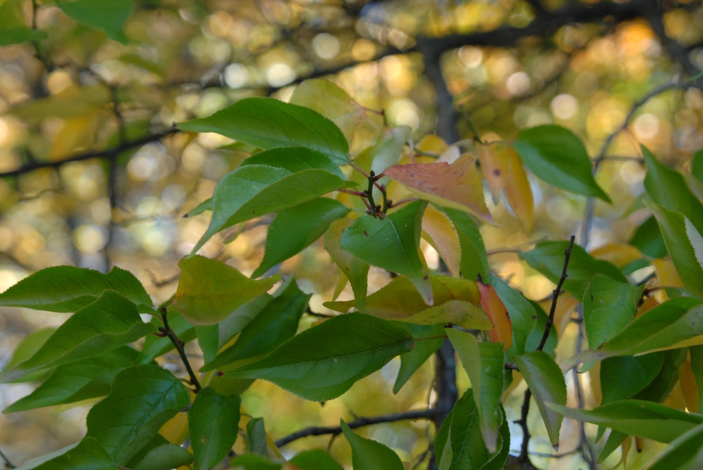 Prunus mume