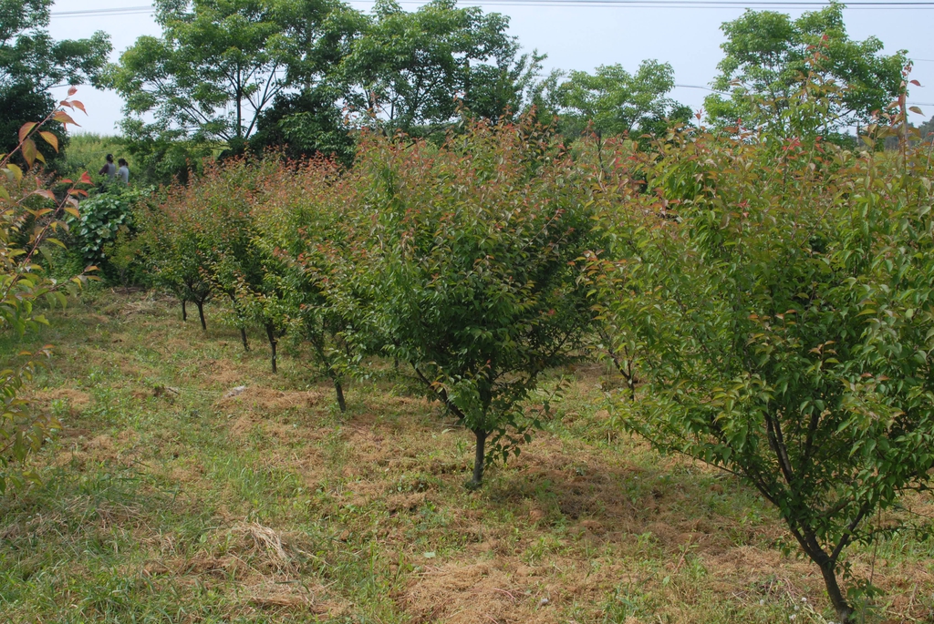 Orchard
