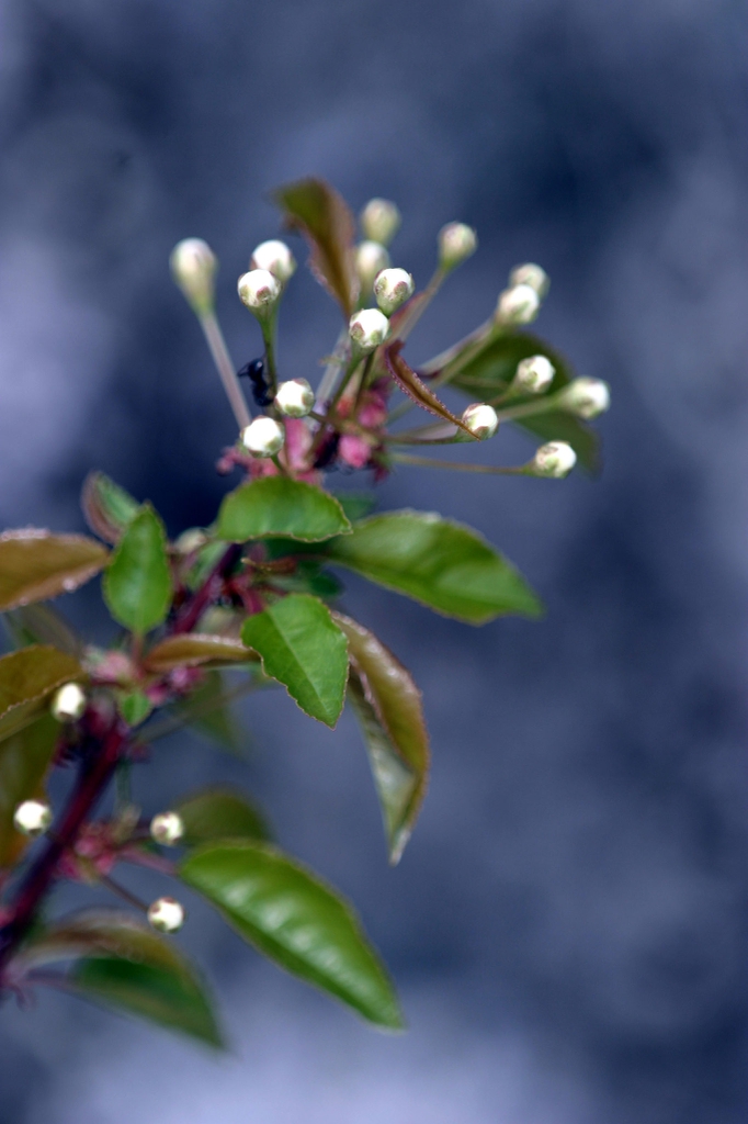 Flower buds