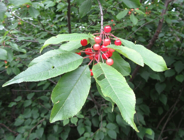 Fruit and leaves